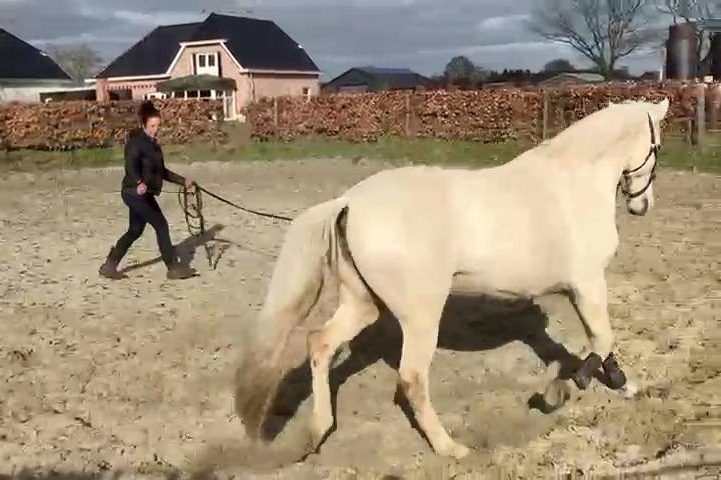 Grondwerk Grondwerk training voor paarden om communicatie en vertrouwen te verbeteren
