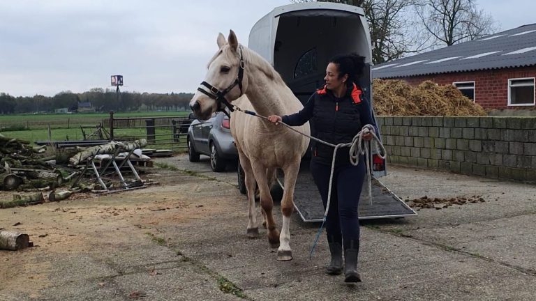 Gedragstraining Gedragstraining voor paarden bij probleemgedrag en schrikreacties