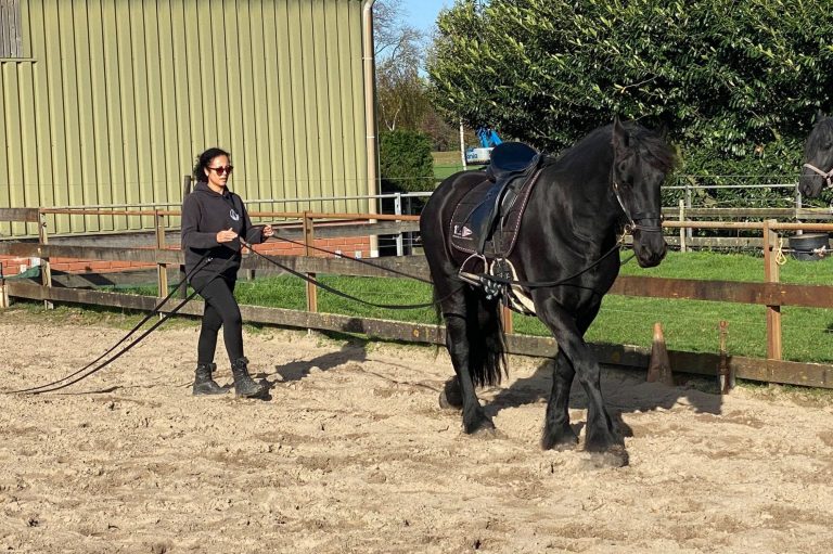 Balansles Balansles voor paarden om lichaam en beweging te verbeteren